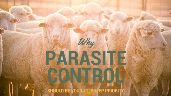 Why parasite control should be your number one sheep priority. Why parasite control should be your number one sheep priority.